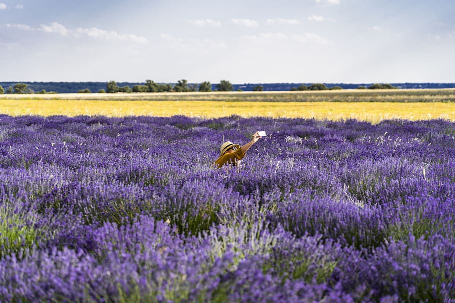 Photo Of Bed Of Lavender Flowers, Brihuega, field, flora, lavander