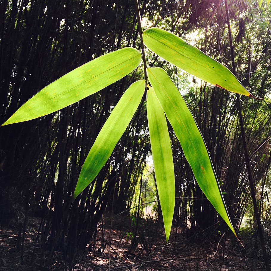 plant, growth, green color, beauty in nature, no people, tree HD wallpaper