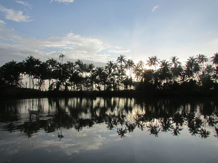 india, ashvem beach, sky, sunset, palm trees, river, water HD wallpaper