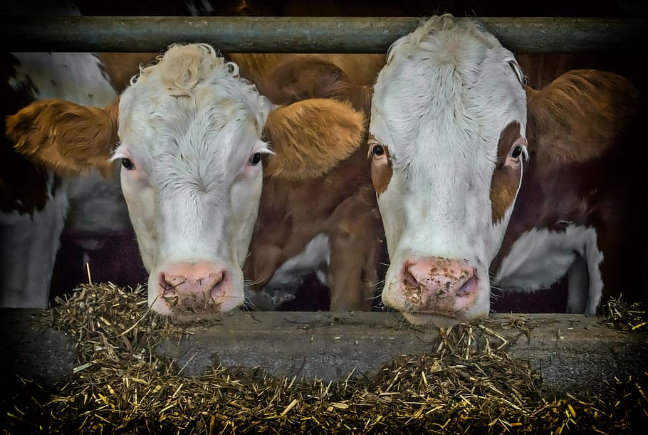 cows, hdr, brown, white, stall, hay, food, close up, agriculture HD wallpaper