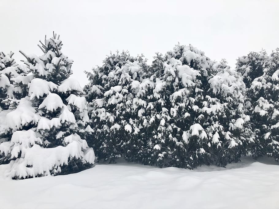 pine, tree, nature, snow, winter, storm, pine tree, outside HD wallpaper