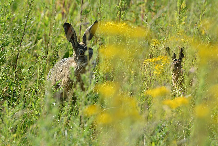 hares, pasture, hide, grass, meadow, animals, play, animal themes HD wallpaper