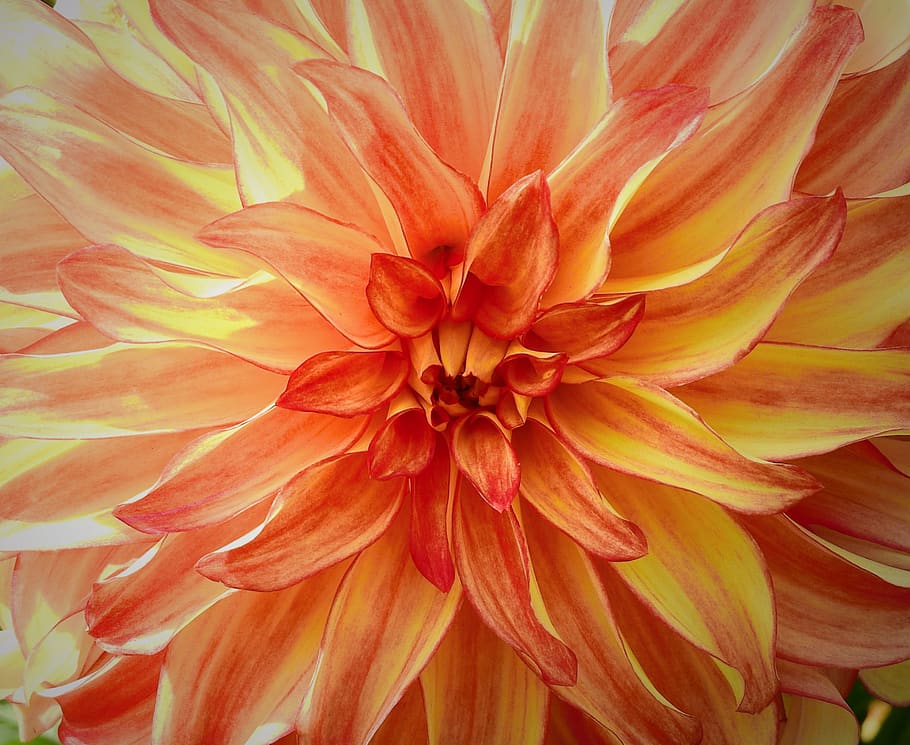 flower, macro, figure, beautiful, the petals, flowering plant HD wallpaper