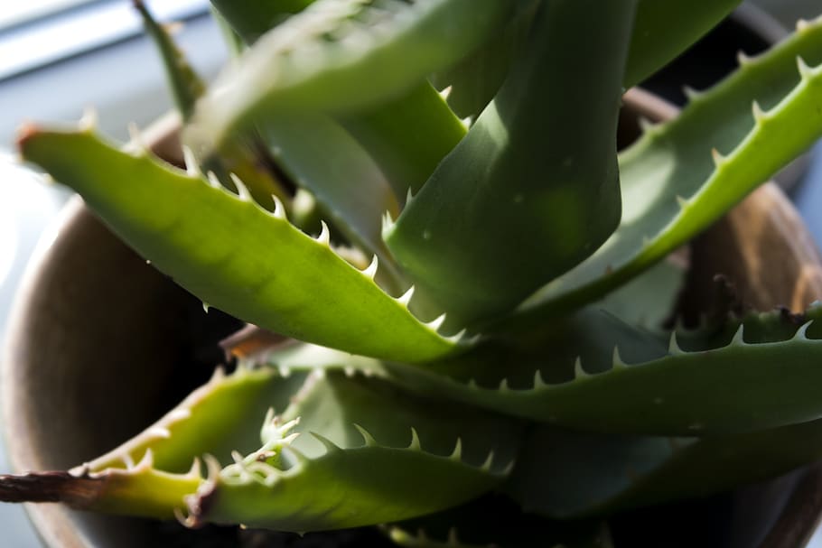 lithuania, klaipėda, green, aloe, aloe vera, plant, spikes, HD wallpaper
