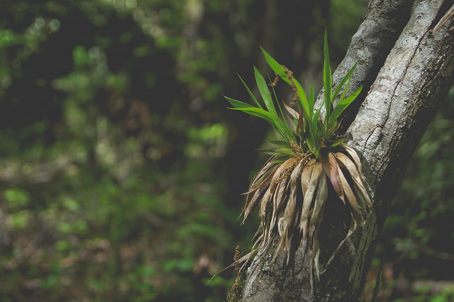 forest, tree, grass, plants, woods, outdoor, nature, growth HD wallpaper