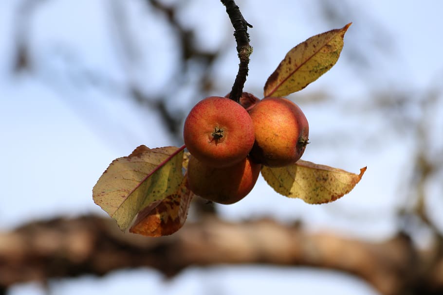 apple, autumn, tree, leaves, mood, fruit, food, healthy eating HD wallpaper