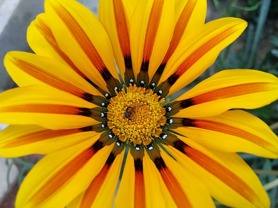 flower, nature, summer, flora, garden, leaf, vibrant, floral HD wallpaper