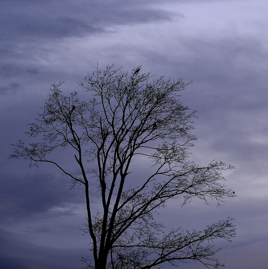dark, evening, nature, tree, lonely, dry, cloud - sky, plant HD wallpaper