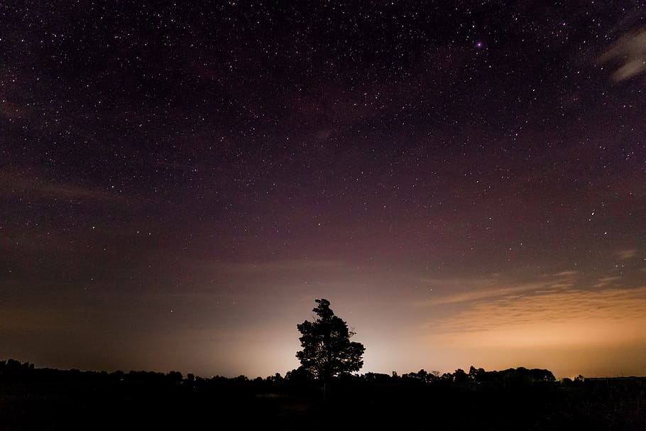 silhouette photography of tree, sky, star, horizon, cloud, field HD wallpaper