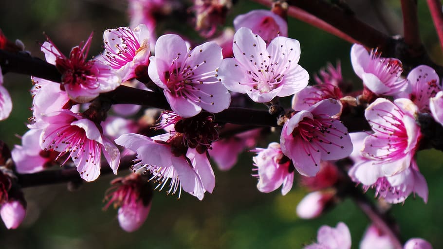 flower, flowering plant, fragility, beauty in nature, freshness HD wallpaper