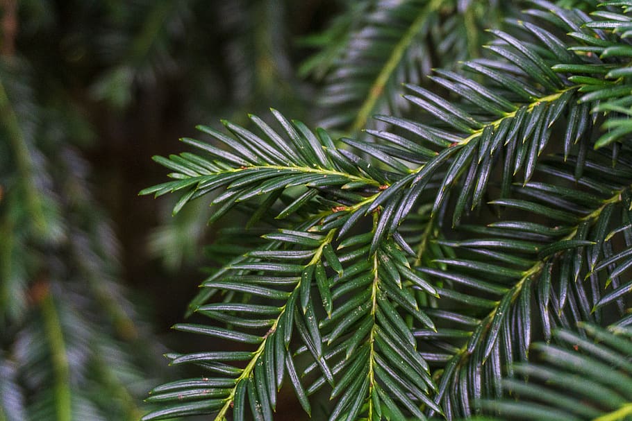 netherlands, tree, nature, forest, park, walking, leaves, pines HD wallpaper