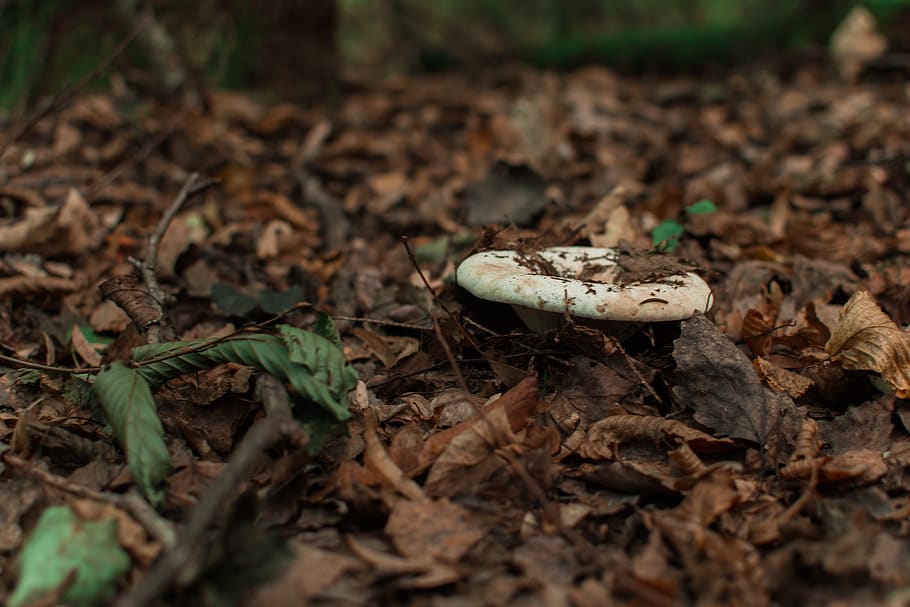 ukraine, morshyn, land, field, mushroom, fungus, no people HD wallpaper