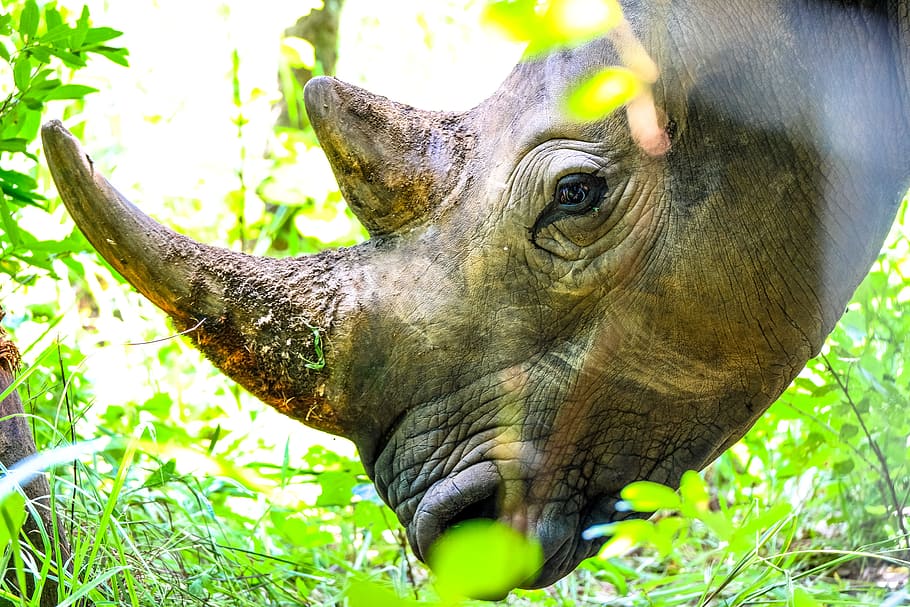 Rhinoceros, animal, animal photography, big, black rhinoceros, HD wallpaper