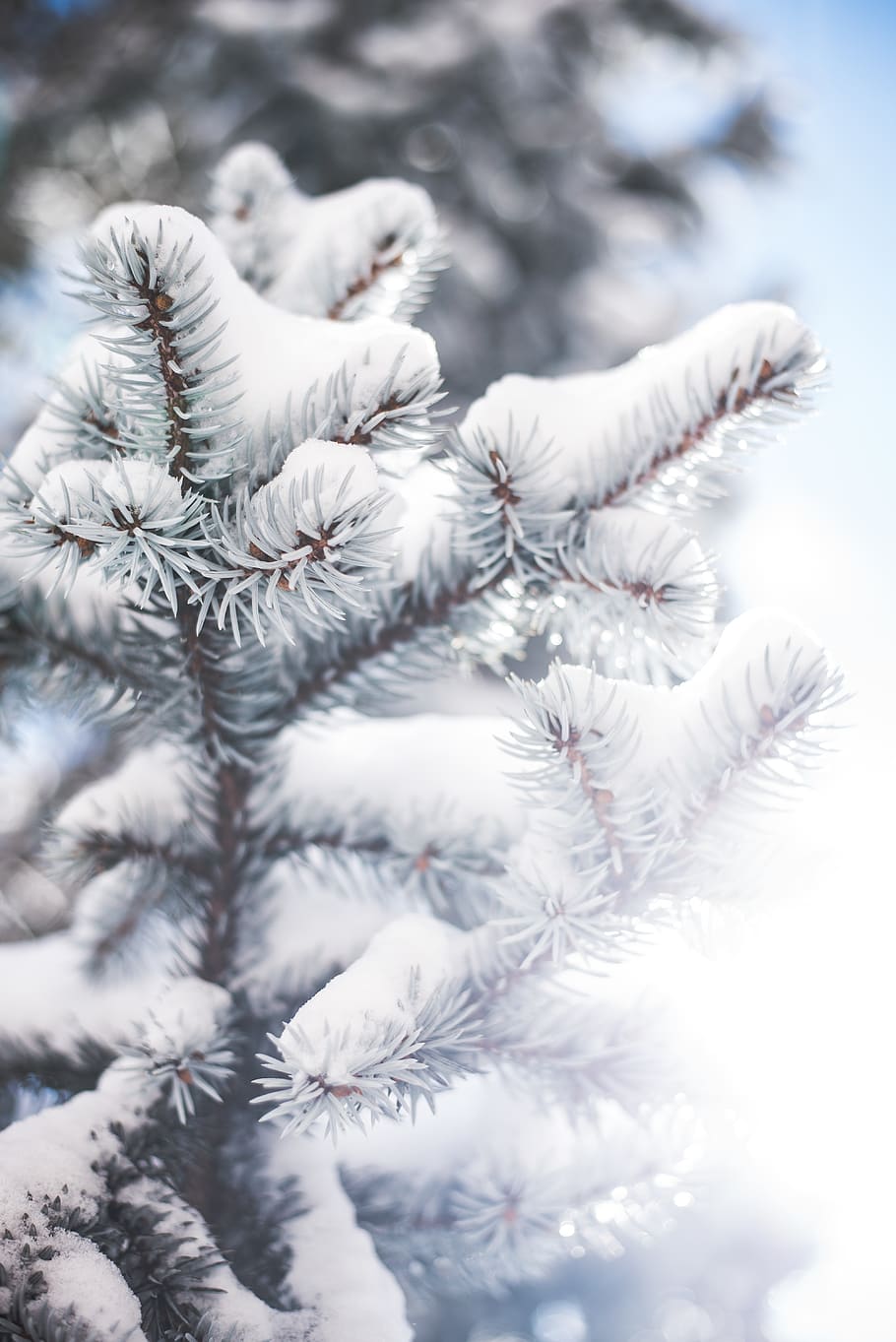 green pine tree covered with snow, plant, nature, ice, outdoors HD wallpaper