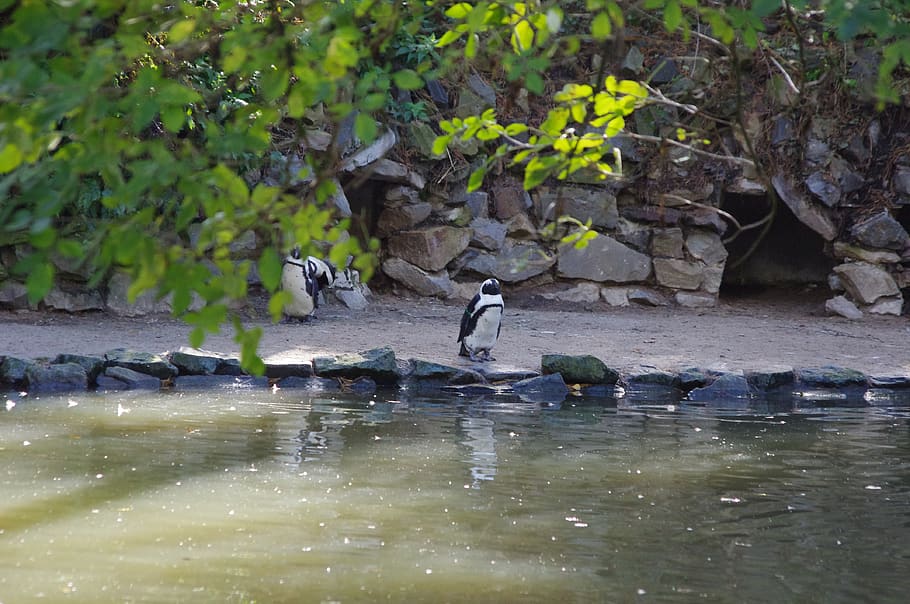 penguin, cold, water, bird, nature, cute, animals, wild, animals in the wild HD wallpaper