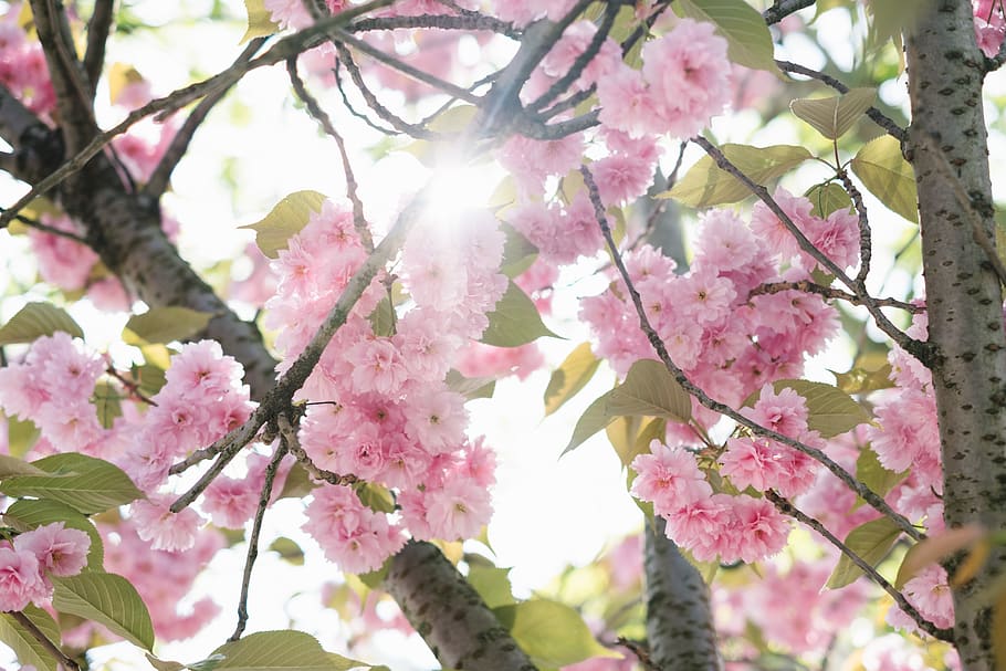 pink-petaled flowers, plant, spring, blossom, cherry blossom HD wallpaper
