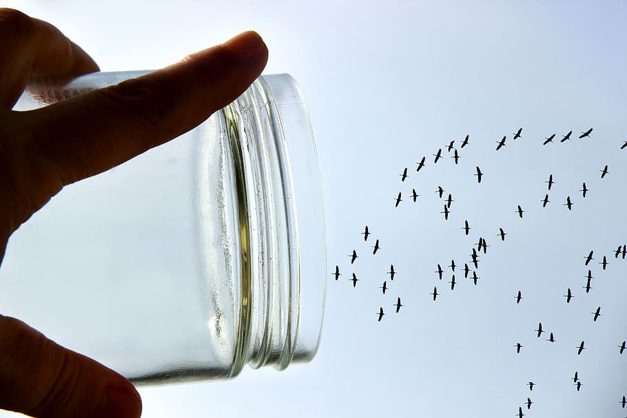 crane, glass, hand, flight, fantasy, birds, flying, keep, sky HD wallpaper