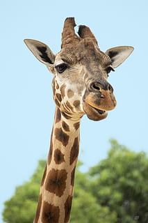 brown and beige giraffe, animal, wildlife, mammal, zoo, beak HD wallpaper