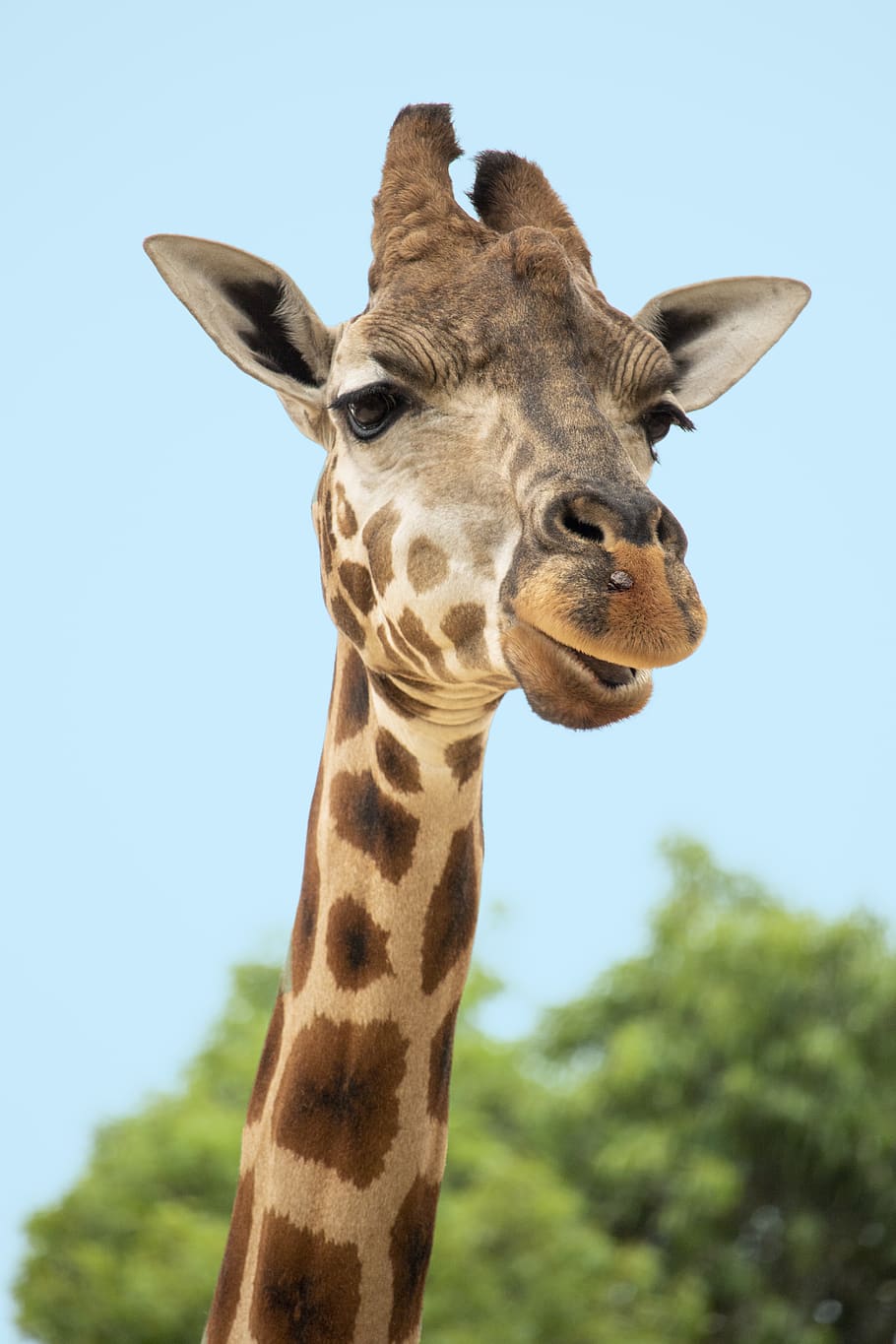 brown and beige giraffe, animal, wildlife, mammal, zoo, beak HD wallpaper