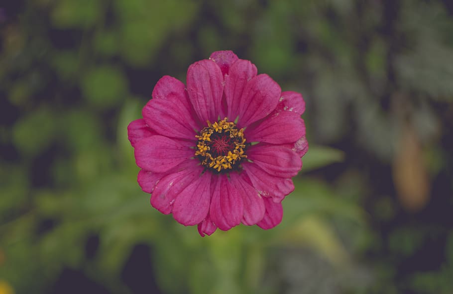 focus, close, closeup, pink, flowers, nature, grass, green HD wallpaper