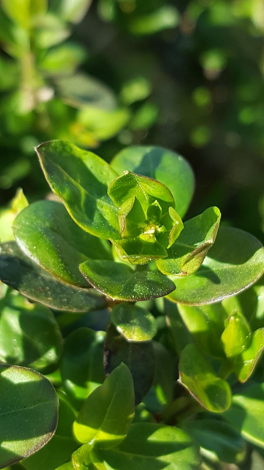 green, nature, bud, hedge, landscapes, scenery, beauty, green color HD wallpaper