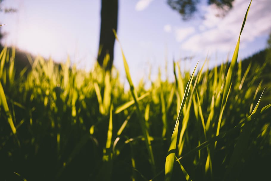 tree, grass, clouds, green, nature, nikon, unsplash, wallpapper HD wallpaper