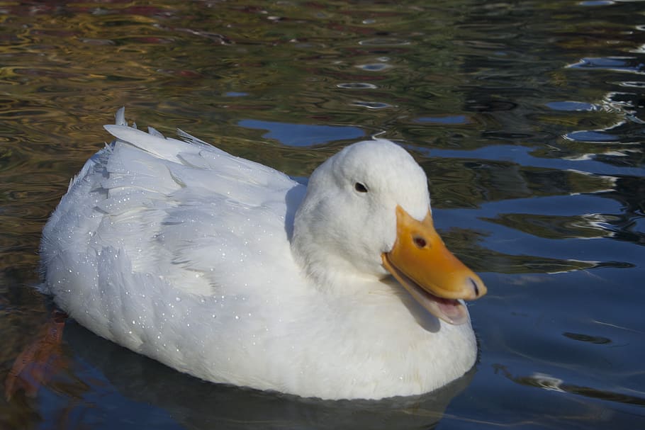 duck, white, ave, pond, plumage, nature, animal, animal themes HD wallpaper