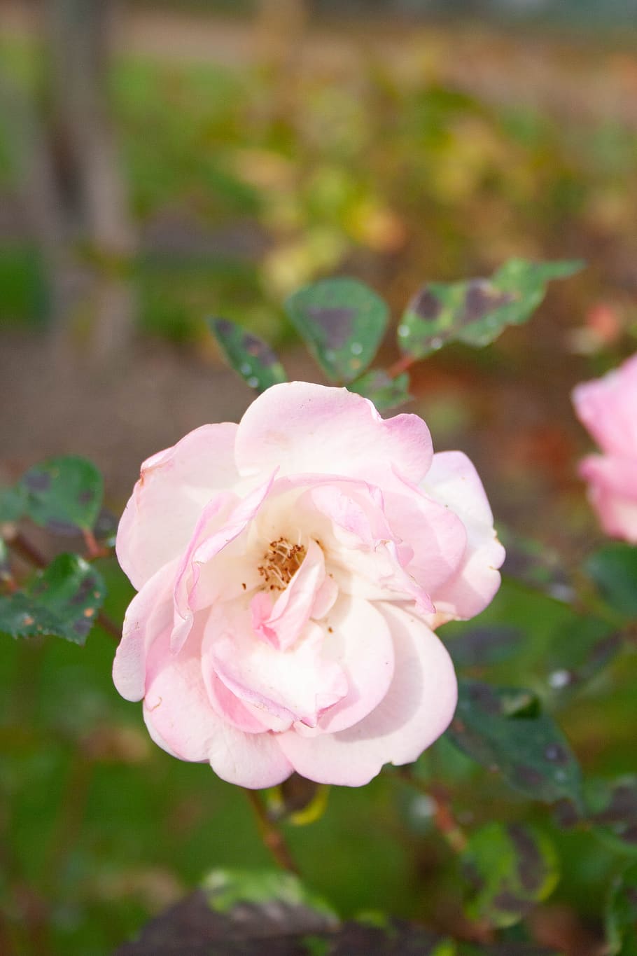 pink, rose, delicate, light pink, flowers, romance, roses, floral HD wallpaper