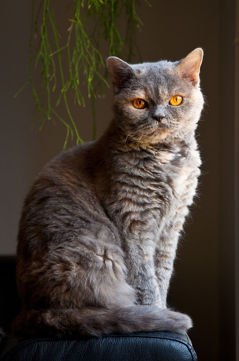 cat, elegant, sitting, animal, selkirk rex, british shorthair HD wallpaper