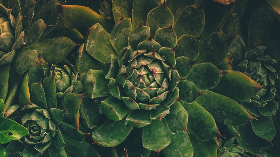 succulent, flower, macro, wallpaper, nature, hd wallpaper, green color HD wallpaper