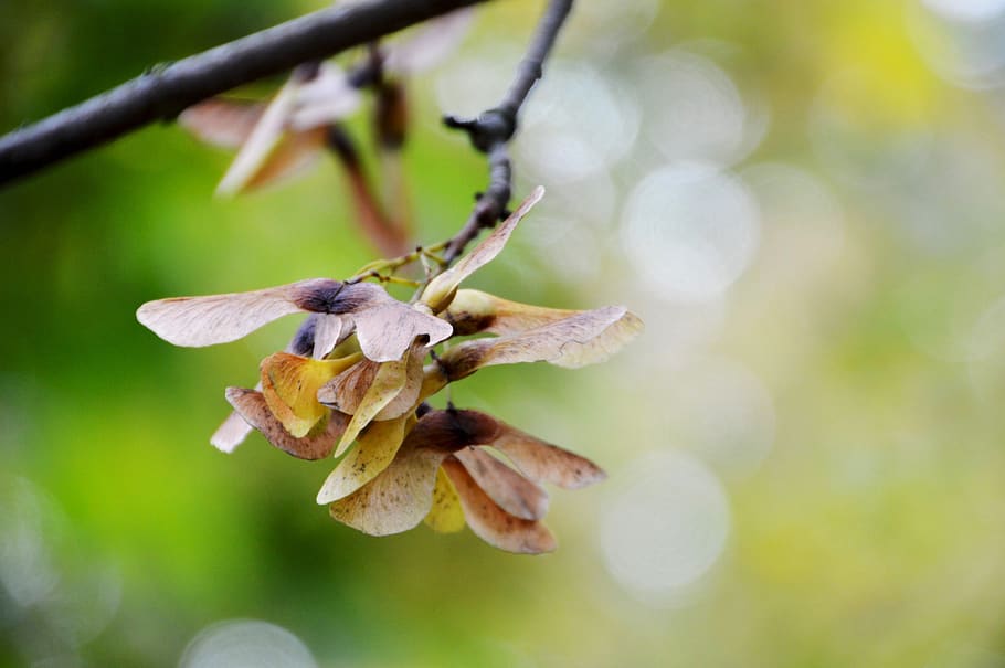 tree, branch, leaf, germ, seed, season, fall, wood, green, plant HD wallpaper