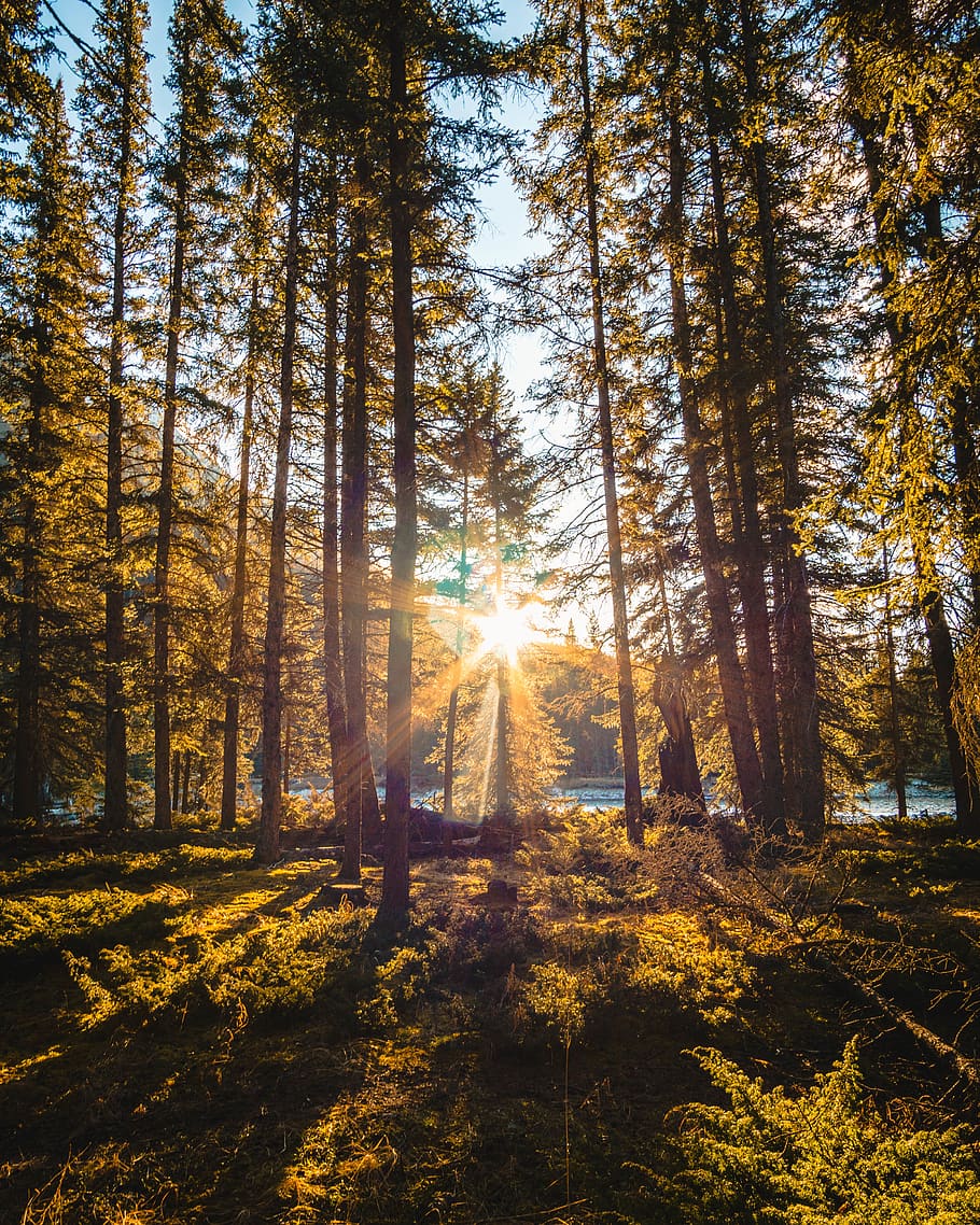 sun ray piercing through pine forest during day time, tree, plant HD wallpaper