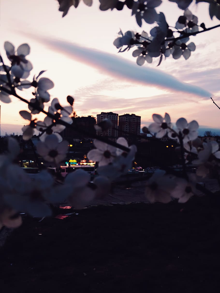 white petaled flowers, nature, urban, sky, city, outdoors, architecture HD wallpaper