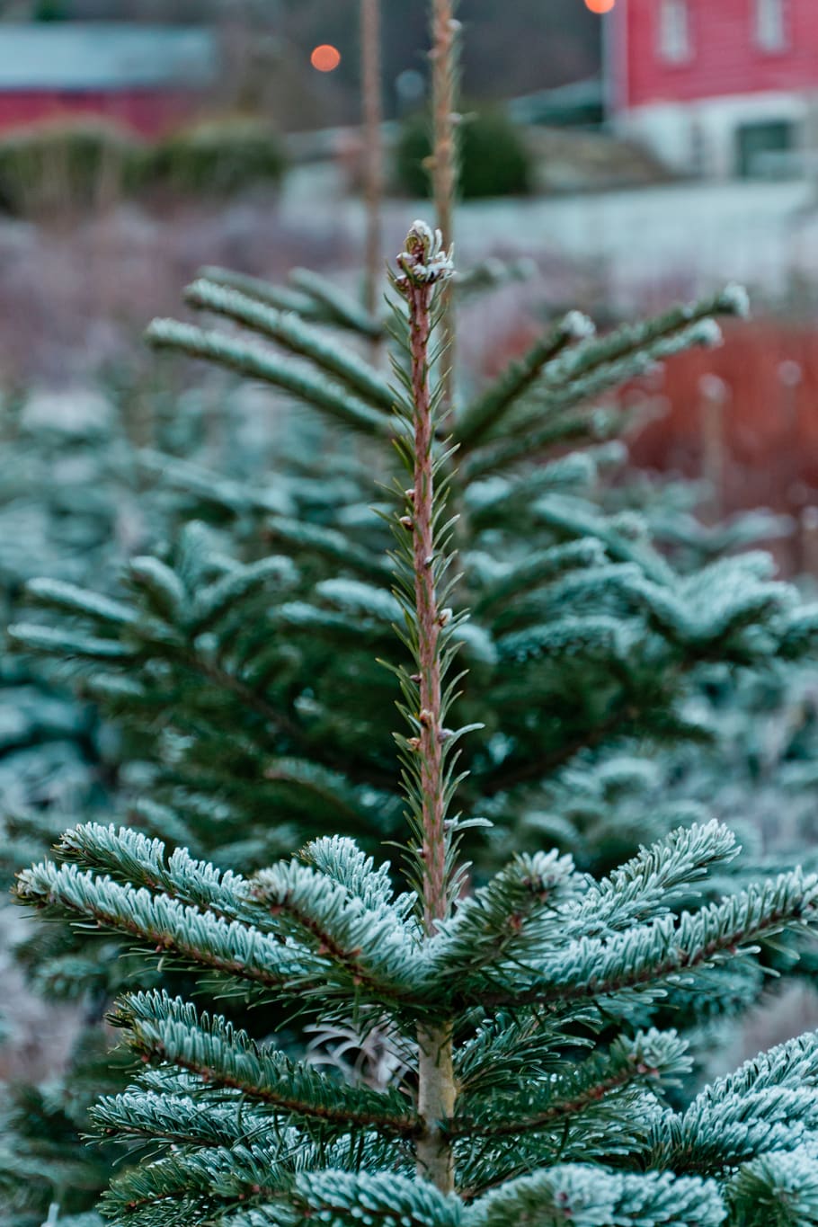 christmas tree, decoration, xmas, holiday, advent, december HD wallpaper
