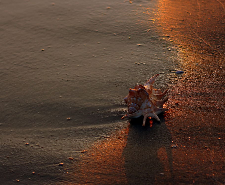 clam, sand, waves, beach, sunrise, one animal, animal themes HD wallpaper