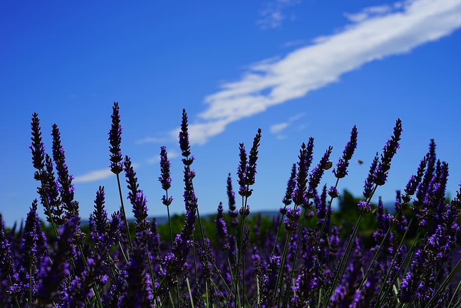 Closeup Photo of Purple Flowers, aroma, aromatic, beautiful, bloom, HD wallpaper