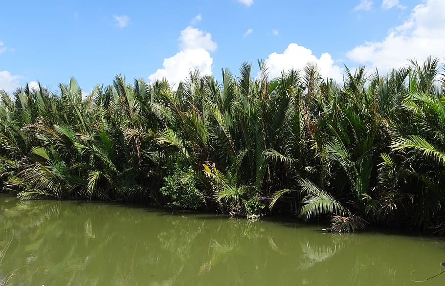 golpatta, nipa fruticans, palm, swamp, mangroves, andaman, island, HD wallpaper