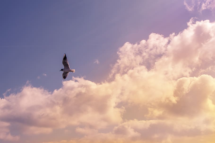 bird, animals, flying, wings, sky, clouds, sunshine, cloud - sky HD wallpaper