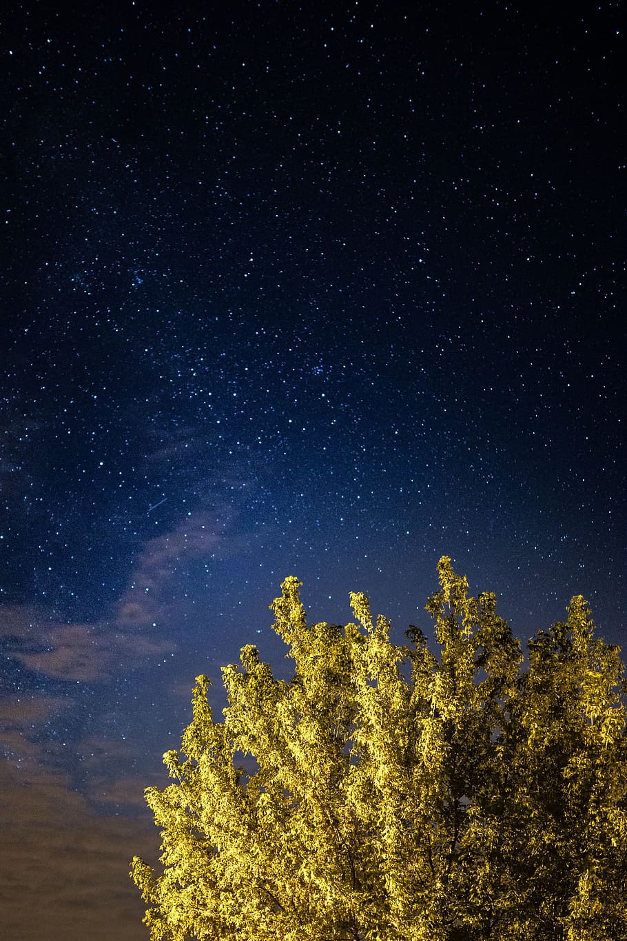 A trees under the starry sky, nature, outdoors, night, stars HD wallpaper