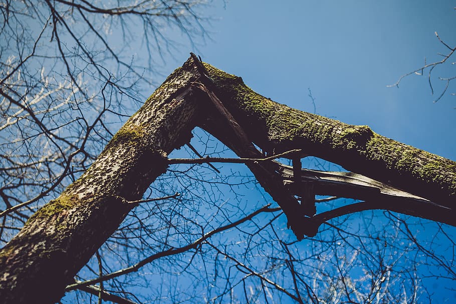 Photography of Broken Bough, branch, daylight, environment, landscape HD wallpaper