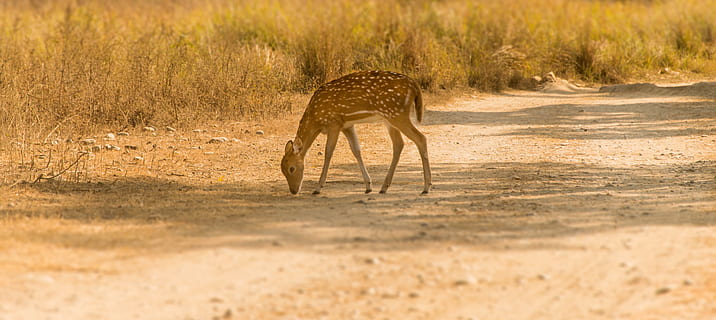 brown deer walking on grass field, animal, wildlife, antelope HD wallpaper
