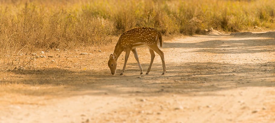 brown deer walking on grass field, animal, wildlife, antelope HD wallpaper