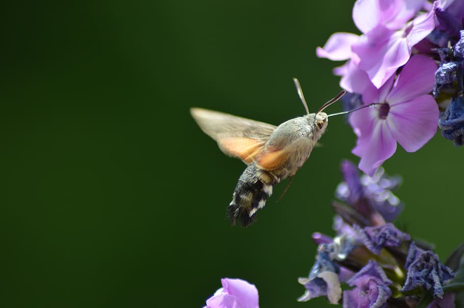 flower, butterfly, green, flowering plant, one animal, animal themes HD wallpaper