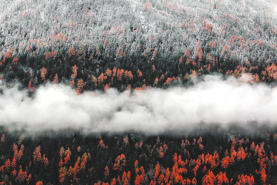 misty forest during daytime, nature, tree, fire, forest fire HD wallpaper