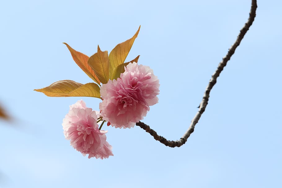 spring, spring flowers, nature, plants, season, garden, flowering HD wallpaper