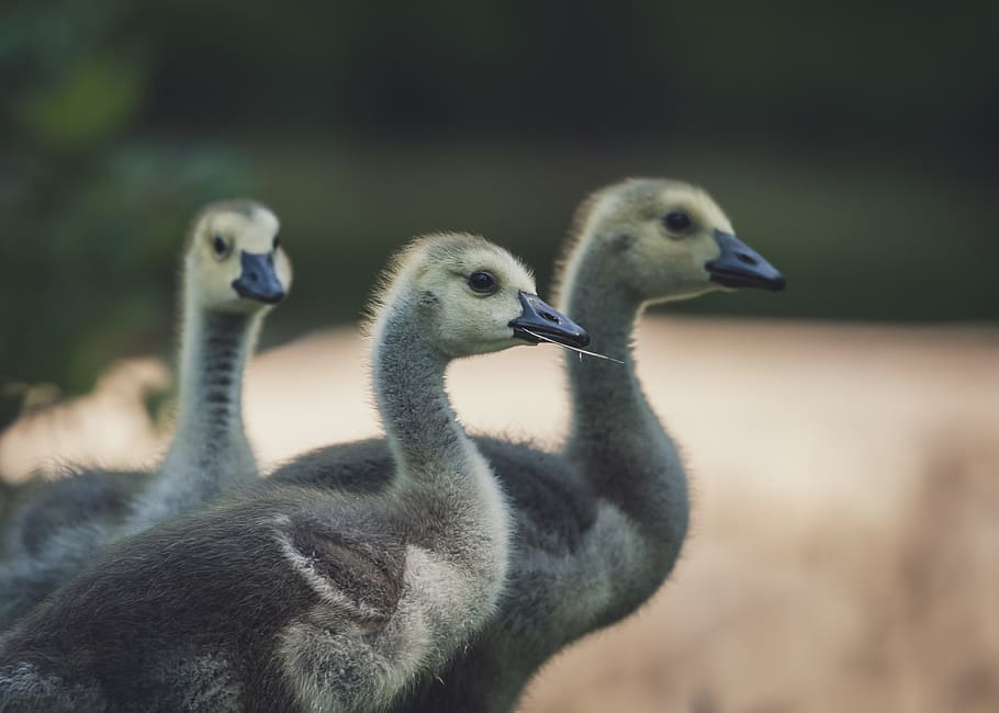 three black ducklings, goose, bird, beak, animal, waterfowl, 164 mettlers rd HD wallpaper