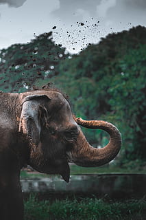brown elephant, animal, mammal, wildlife, backgrounds, animal backgrounds HD wallpaper