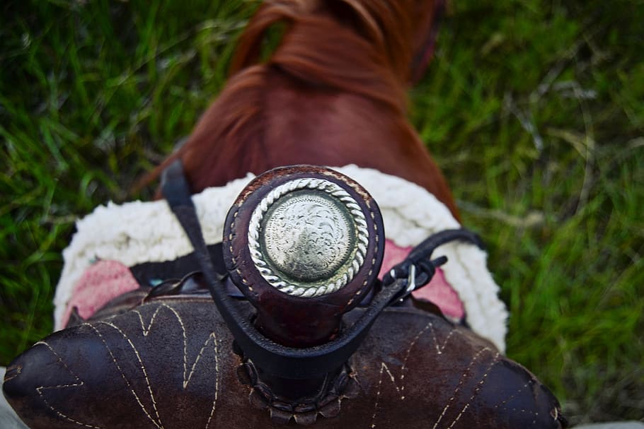 horse, tools, grass, nature, walking around, mountain, focus HD wallpaper