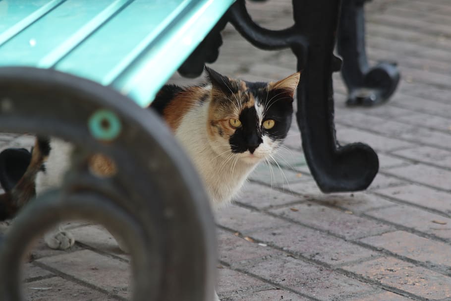 iran, tehran province, cat, domestic, pets, domestic animals HD wallpaper