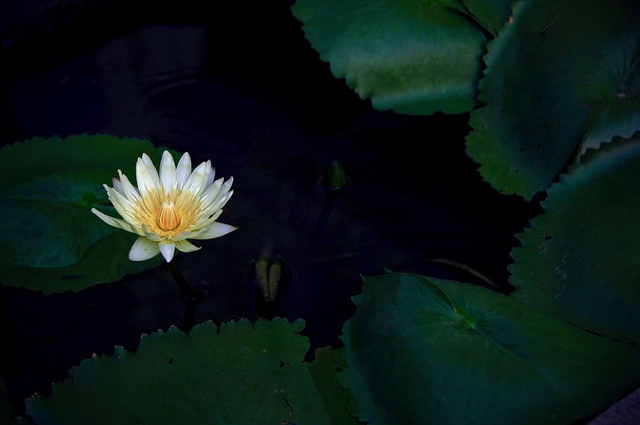white lotus flower, water lily, freshness, flowering plant, beauty in nature HD wallpaper